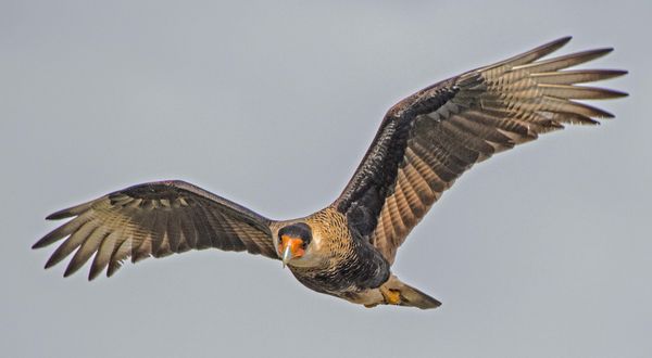 Crested Cara Cara in flight...