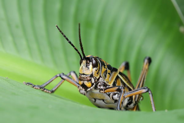 Lubber Grasshopper...