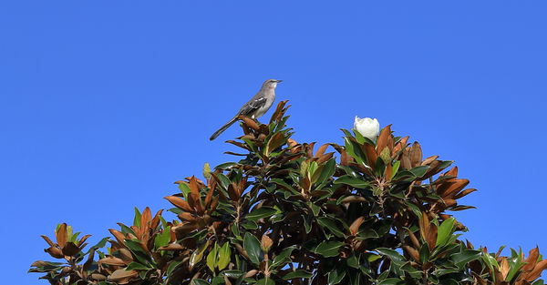 Mississippi State Bird (Mocking Bird), Tree (Magno...