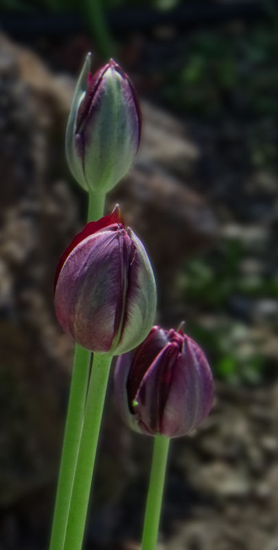 Tulip buds in a backyard garden in Idaho....
