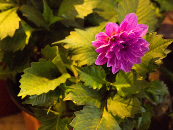 Flower 1 correct exp-contrast-highlight...