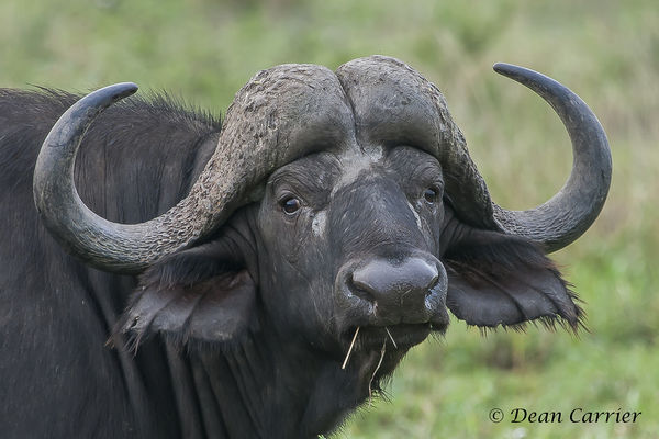 Cape Buffalo...
