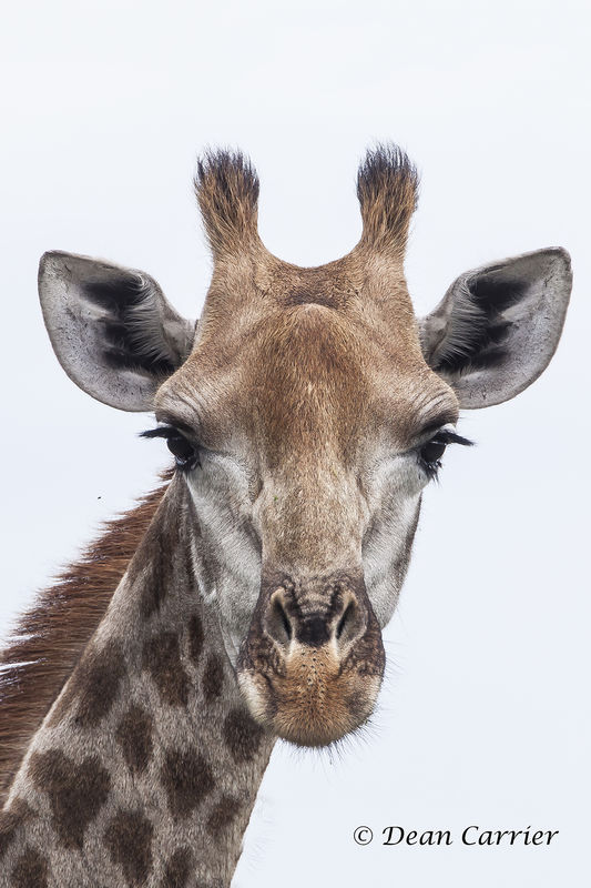 Masai Giraffe...