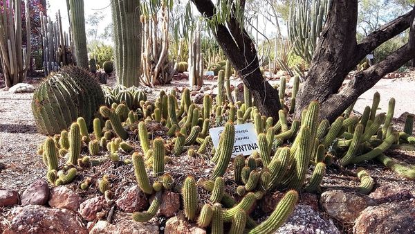 A cactus garden fits in very well in such a seemin...