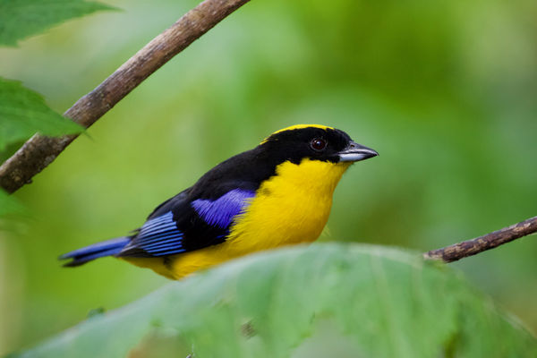 Blue-winged Mountain Tanager - there were many...