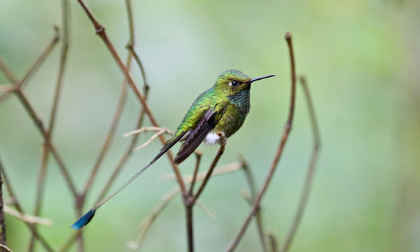 Booted Racket-tail (M)...