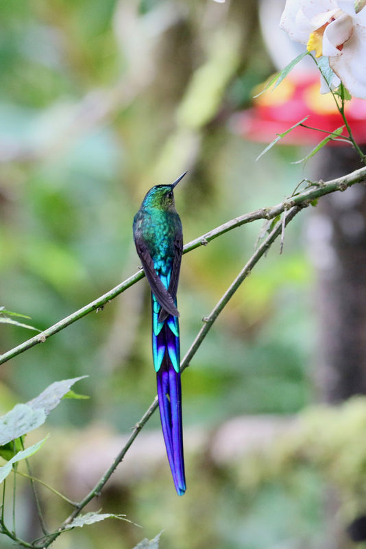 Violet-tailed Sylph - one of my all-time favorite ...