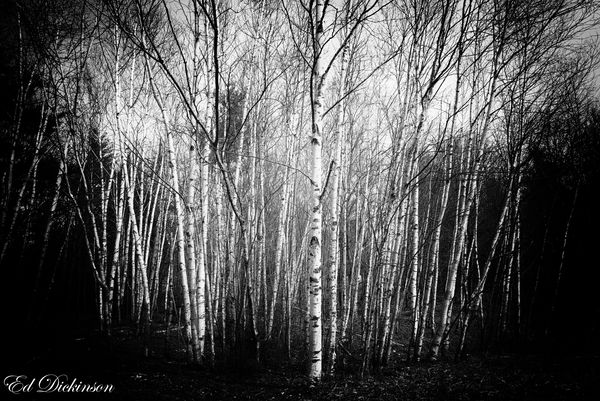 Birch tree stand on trail above South Lake...