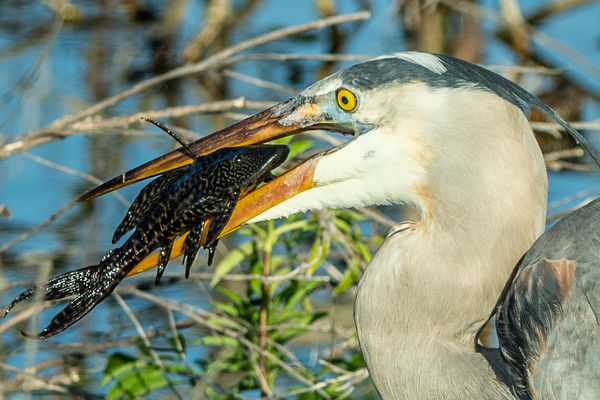 blue heron snacking...