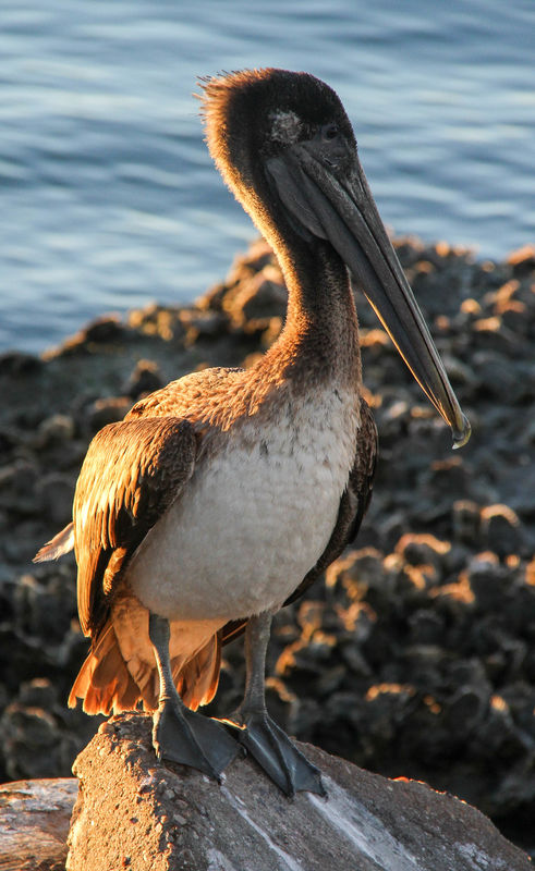 #1  I always get some images of the pelicans.  The...