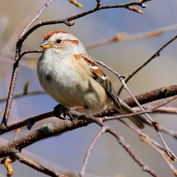 American Tree Sparrow...