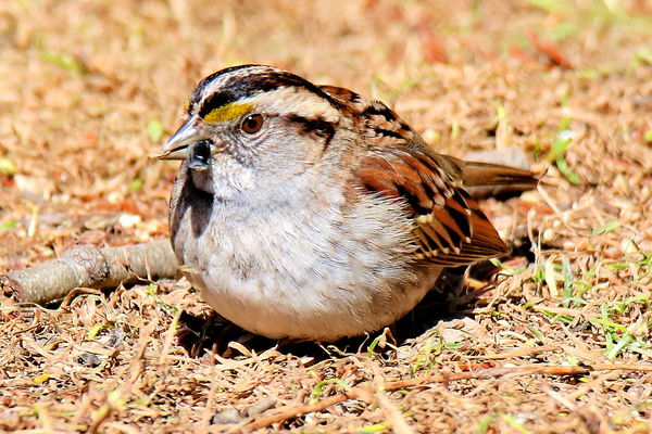 White-Throated Sparrow...