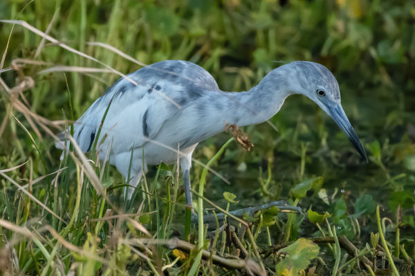 little blue heron turning blue...