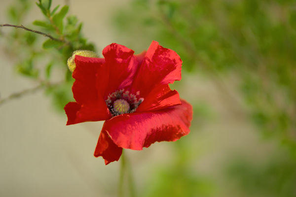 just a poppy...