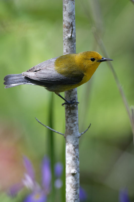 Prothonotary Warbler...