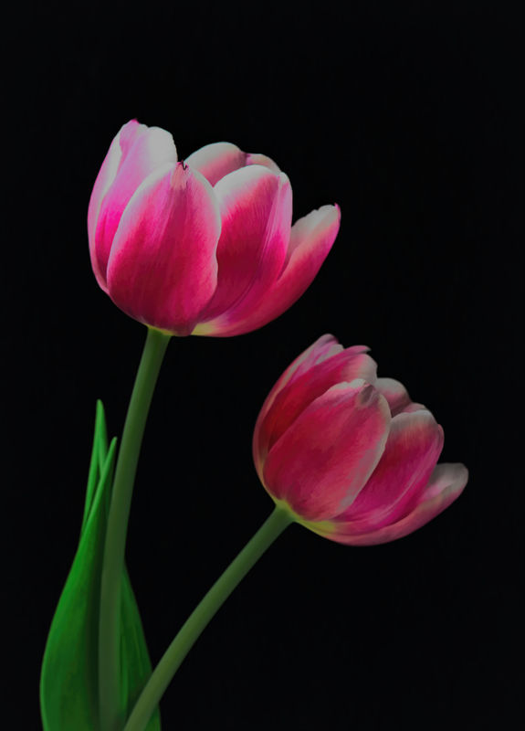 Tulips from the grocery store - studio shot....