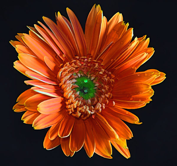 Gerbera Daisy from the grocery store - with Topaz ...