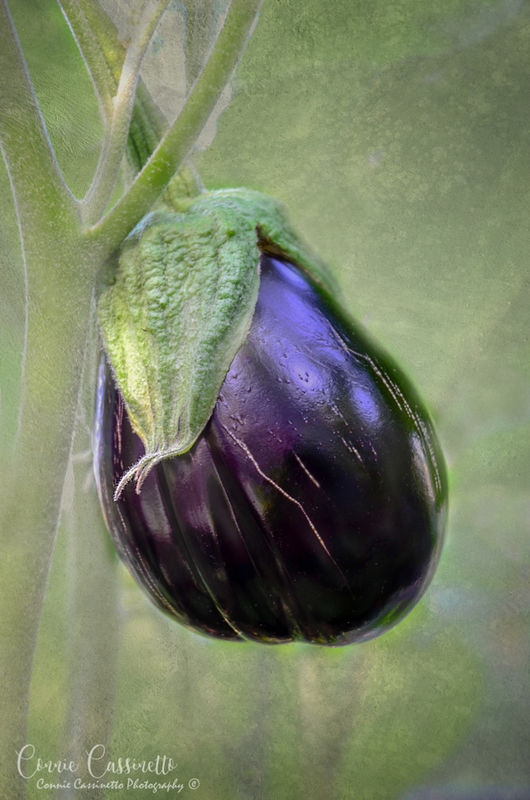Eggplant from my garden of a few years ago....