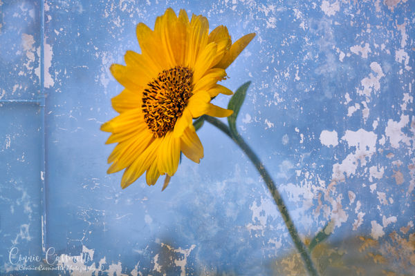 Balsamroot flower from Oregon with photo of a wall...