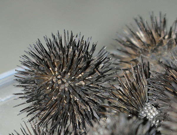 Cone flower seed heads...
