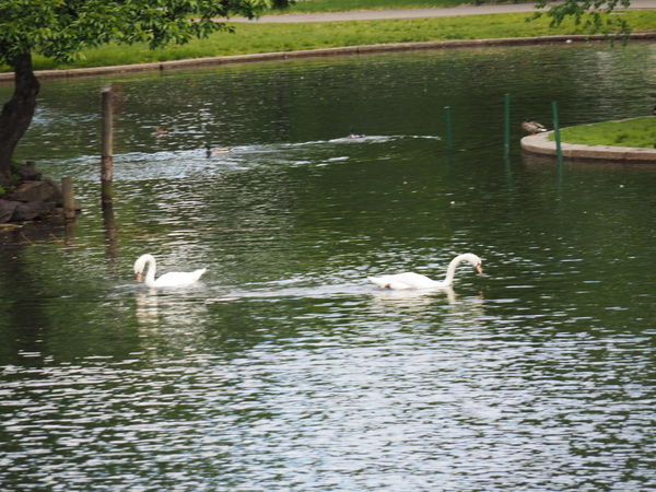 2 swans...