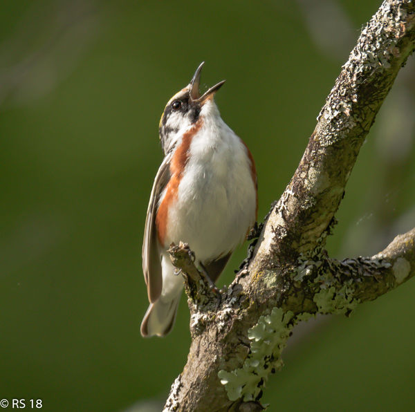chestnut -sided Warbler...
