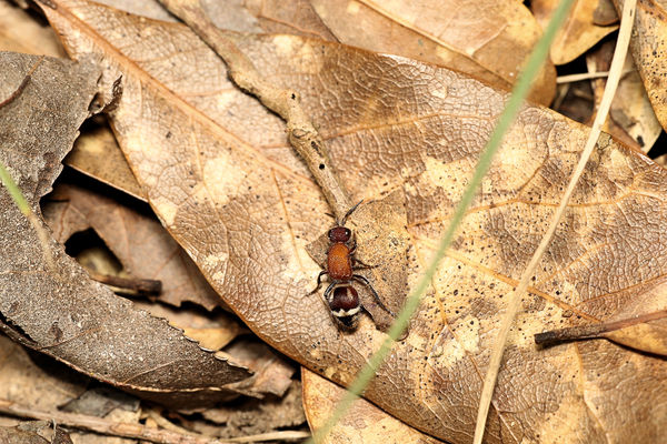velvet ant,to fast i had to back off to get a shot...
