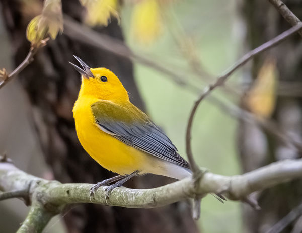 prothonotary warbler...