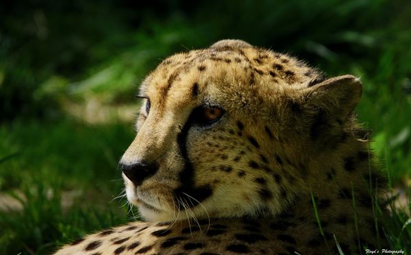 Cheetah...