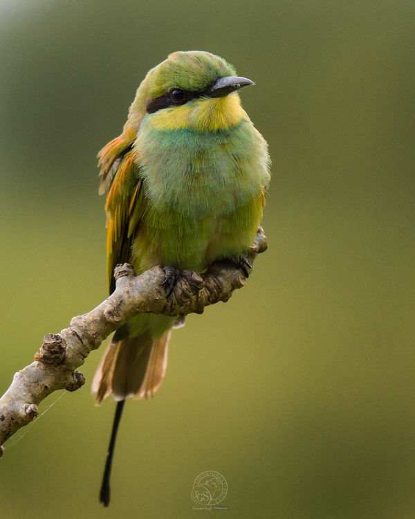 Green Bee Eater - shades of green - count 'em!...