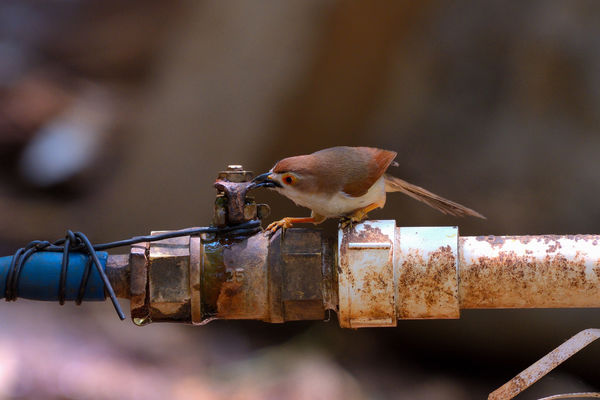 Yellow Eyed Babbler - Who left the faucet running!...