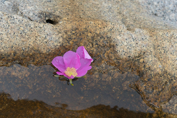 A sea rose with "tear drops" found in a puddle nex...