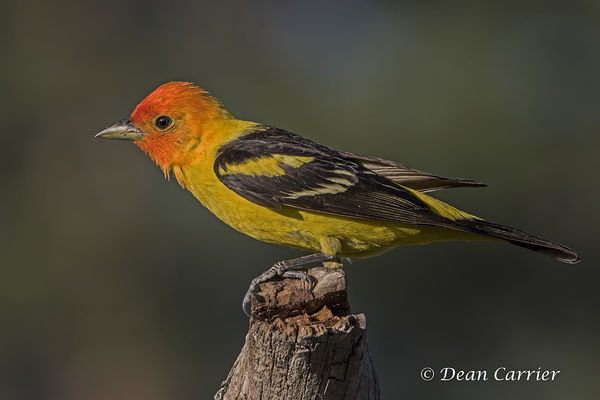 Western tanager...