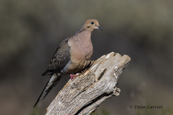 Mourning dove...