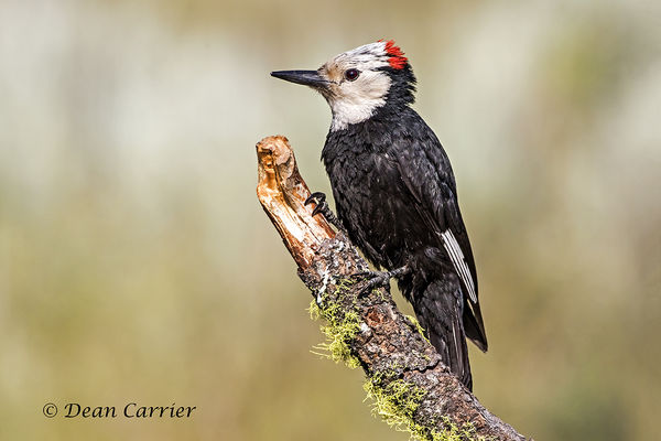 White-headed woodpecker...
