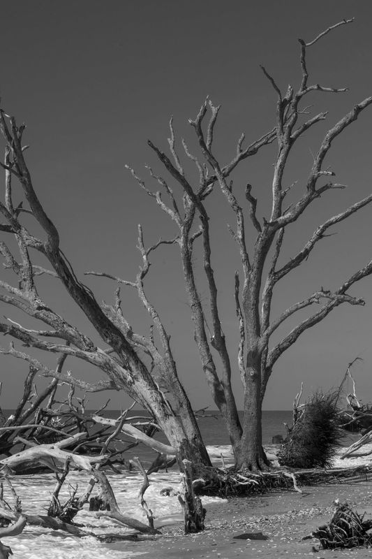 Dead trees in the eroding beach Botany Bay...