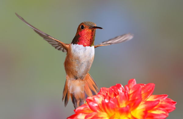 Rufous hummingbird...