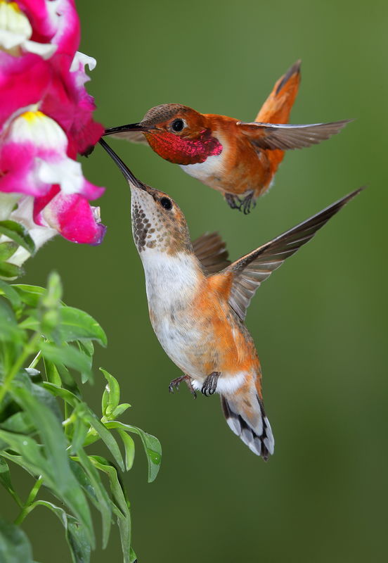 Male and female Rufous Hummingbird...