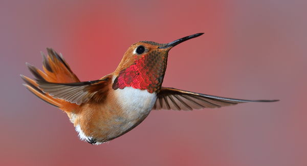 Male rufous hummingbird...