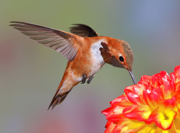Male rufous hummingbird...