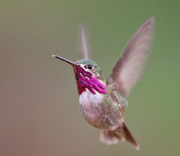 Calliope hummingbird with all natural light...