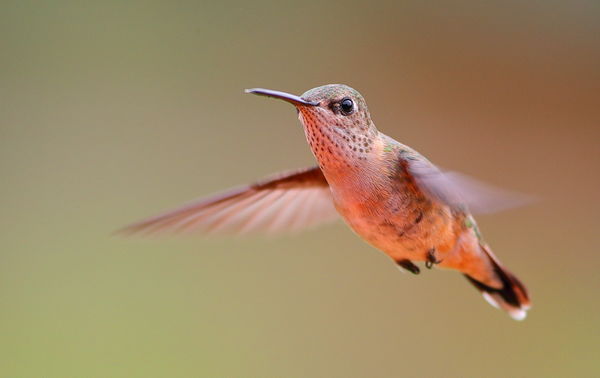 female calliope hummingbird...