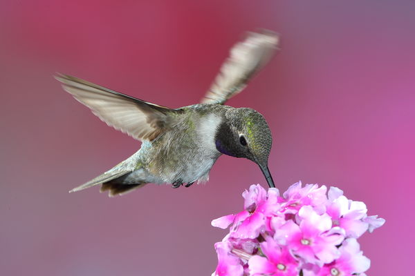 Male black-chinned hummingbird with 4 flashes set ...