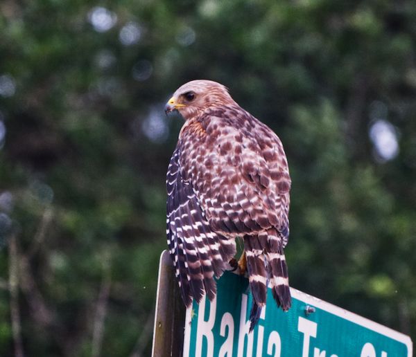 Hawk sitting on a street sign...