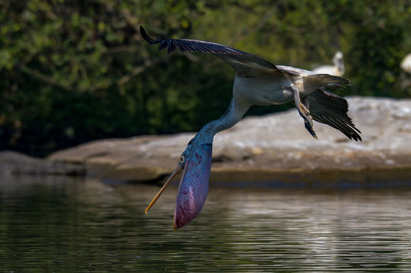 Spot Billed Pelican - the dive!!!!...
