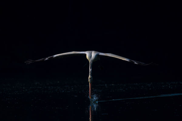 Spot Billed Pelican - out of the dark!!!...