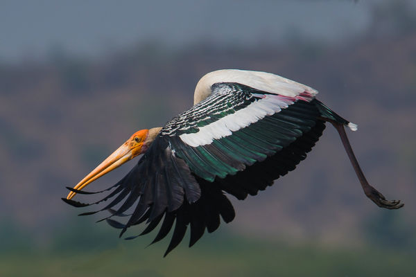 Painted Stork - take off!...
