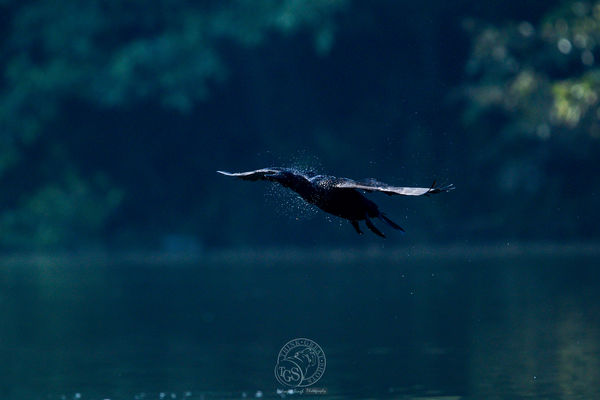 Little Cormorant - shaking off the water....