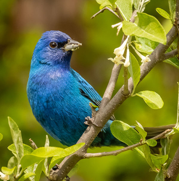 Indigo Bunting Indigo Buntings taken in Old Saybrook Ct., The indigo bunting is a small seed
