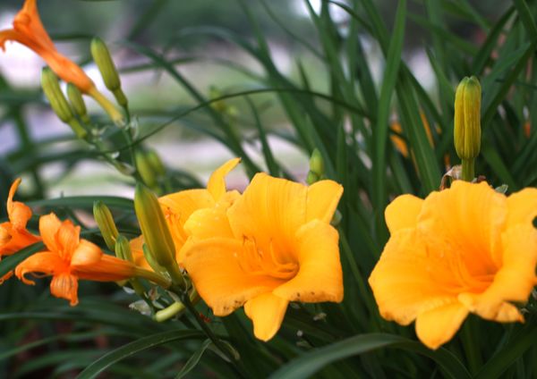 Neighbor’s day lilies caught my attention....